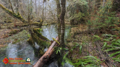 Hoh-Rain-Forest-Spruce-Nature-Trail-Insta360-Ace-Pro-01-23-2024-cap_Hoh-Rain-Forest-Spruce-Nature-Trail-Insta360-Ace-Pro-01-23-2024_000310_08