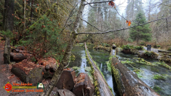 Hoh-Rain-Forest-Spruce-Nature-Trail-Insta360-Ace-Pro-01-23-2024-cap_Hoh-Rain-Forest-Spruce-Nature-Trail-Insta360-Ace-Pro-01-23-2024_000325_10