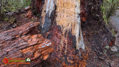 Hoh-Rain-Forest-Spruce-Nature-Trail-Insta360-Ace-Pro-01-23-2024-cap_Hoh-Rain-Forest-Spruce-Nature-Trail-Insta360-Ace-Pro-01-23-2024_000528_12