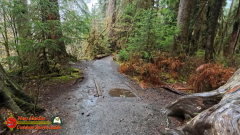 Hoh-Rain-Forest-Spruce-Nature-Trail-Insta360-Ace-Pro-01-23-2024-cap_Hoh-Rain-Forest-Spruce-Nature-Trail-Insta360-Ace-Pro-01-23-2024_000616_13