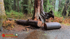Hoh-Rain-Forest-Spruce-Nature-Trail-Insta360-Ace-Pro-01-23-2024-cap_Hoh-Rain-Forest-Spruce-Nature-Trail-Insta360-Ace-Pro-01-23-2024_000729_14