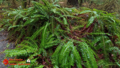 Hoh-Rain-Forest-Spruce-Nature-Trail-Insta360-Ace-Pro-01-23-2024-cap_Hoh-Rain-Forest-Spruce-Nature-Trail-Insta360-Ace-Pro-01-23-2024_000743_15
