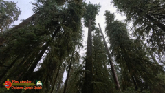 Hoh-Rain-Forest-Spruce-Nature-Trail-Insta360-Ace-Pro-01-23-2024-cap_Hoh-Rain-Forest-Spruce-Nature-Trail-Insta360-Ace-Pro-01-23-2024_000756_16