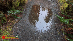 Hoh-Rain-Forest-Spruce-Nature-Trail-Insta360-Ace-Pro-01-23-2024-cap_Hoh-Rain-Forest-Spruce-Nature-Trail-Insta360-Ace-Pro-01-23-2024_000807_18