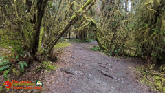 Hoh-Rain-Forest-Spruce-Nature-Trail-Insta360-Ace-Pro-01-23-2024-cap_Hoh-Rain-Forest-Spruce-Nature-Trail-Insta360-Ace-Pro-01-23-2024_000818_19