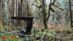 Hoh-Rain-Forest-Spruce-Nature-Trail-Insta360-Ace-Pro-01-23-2024-cap_Hoh-Rain-Forest-Spruce-Nature-Trail-Insta360-Ace-Pro-01-23-2024_000857_21