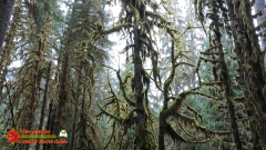 Hoh-Rain-Forest-Spruce-Nature-Trail-Insta360-Ace-Pro-01-23-2024-cap_Hoh-Rain-Forest-Spruce-Nature-Trail-Insta360-Ace-Pro-01-23-2024_000906_22