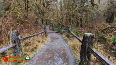 Hoh-Rain-Forest-Spruce-Nature-Trail-Insta360-Ace-Pro-01-23-2024-cap_Hoh-Rain-Forest-Spruce-Nature-Trail-Insta360-Ace-Pro-01-23-2024_000913_23