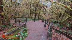 Hoh-Rain-Forest-Spruce-Nature-Trail-Insta360-Ace-Pro-01-23-2024-cap_Hoh-Rain-Forest-Spruce-Nature-Trail-Insta360-Ace-Pro-01-23-2024_000929_24