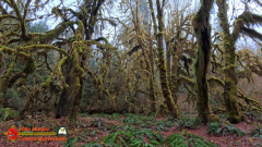 Hoh-Rain-Forest-Spruce-Nature-Trail-Insta360-Ace-Pro-01-23-2024-cap_Hoh-Rain-Forest-Spruce-Nature-Trail-Insta360-Ace-Pro-01-23-2024_000950_25