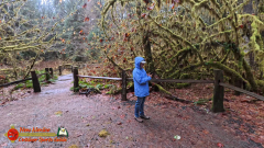Hoh-Rain-Forest-Spruce-Nature-Trail-Insta360-Ace-Pro-01-23-2024-cap_Hoh-Rain-Forest-Spruce-Nature-Trail-Insta360-Ace-Pro-01-23-2024_001007_28