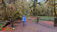 Hoh-Rain-Forest-Spruce-Nature-Trail-Insta360-Ace-Pro-01-23-2024-cap_Hoh-Rain-Forest-Spruce-Nature-Trail-Insta360-Ace-Pro-01-23-2024_001018_29