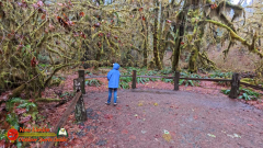 Hoh-Rain-Forest-Spruce-Nature-Trail-Insta360-Ace-Pro-01-23-2024-cap_Hoh-Rain-Forest-Spruce-Nature-Trail-Insta360-Ace-Pro-01-23-2024_001025_30