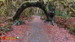 Hoh-Rain-Forest-Spruce-Nature-Trail-Insta360-Ace-Pro-01-23-2024-cap_Hoh-Rain-Forest-Spruce-Nature-Trail-Insta360-Ace-Pro-01-23-2024_001042_32