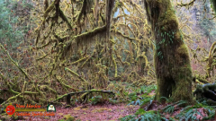 Hoh-Rain-Forest-Spruce-Nature-Trail-Insta360-Ace-Pro-01-23-2024-cap_Hoh-Rain-Forest-Spruce-Nature-Trail-Insta360-Ace-Pro-01-23-2024_001115_34
