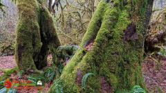 Hoh-Rain-Forest-Spruce-Nature-Trail-Insta360-Ace-Pro-01-23-2024-cap_Hoh-Rain-Forest-Spruce-Nature-Trail-Insta360-Ace-Pro-01-23-2024_001132_35