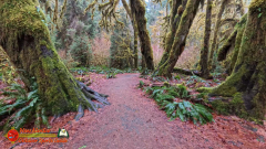 Hoh-Rain-Forest-Spruce-Nature-Trail-Insta360-Ace-Pro-01-23-2024-cap_Hoh-Rain-Forest-Spruce-Nature-Trail-Insta360-Ace-Pro-01-23-2024_001149_38