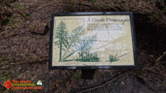 Hoh-Rain-Forest-Spruce-Nature-Trail-Insta360-Ace-Pro-01-23-2024-cap_Hoh-Rain-Forest-Spruce-Nature-Trail-Insta360-Ace-Pro-01-23-2024_001416_45