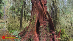 Hoh-Rain-Forest-Spruce-Nature-Trail-Insta360-Ace-Pro-01-23-2024-cap_Hoh-Rain-Forest-Spruce-Nature-Trail-Insta360-Ace-Pro-01-23-2024_001434_46
