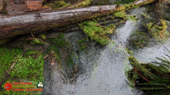 Hoh-Rain-Forest-Spruce-Nature-Trail-Insta360-Ace-Pro-01-23-2024-cap_Hoh-Rain-Forest-Spruce-Nature-Trail-Insta360-Ace-Pro-01-23-2024_001439_47