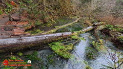 Hoh-Rain-Forest-Spruce-Nature-Trail-Insta360-Ace-Pro-01-23-2024-cap_Hoh-Rain-Forest-Spruce-Nature-Trail-Insta360-Ace-Pro-01-23-2024_001453_48