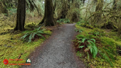 Hoh-Rain-Forest-Spruce-Nature-Trail-Insta360-Ace-Pro-01-23-2024-cap_Hoh-Rain-Forest-Spruce-Nature-Trail-Insta360-Ace-Pro-01-23-2024_001523_51
