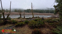 Hoh-Rain-Forest-Spruce-Nature-Trail-Insta360-Ace-Pro-01-23-2024-cap_Hoh-Rain-Forest-Spruce-Nature-Trail-Insta360-Ace-Pro-01-23-2024_001708_57
