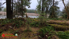 Hoh-Rain-Forest-Spruce-Nature-Trail-Insta360-Ace-Pro-01-23-2024-cap_Hoh-Rain-Forest-Spruce-Nature-Trail-Insta360-Ace-Pro-01-23-2024_001715_58