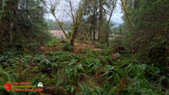 Hoh-Rain-Forest-Spruce-Nature-Trail-Insta360-Ace-Pro-01-23-2024-cap_Hoh-Rain-Forest-Spruce-Nature-Trail-Insta360-Ace-Pro-01-23-2024_001730_59
