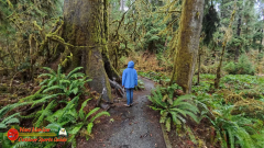 Hoh-Rain-Forest-Spruce-Nature-Trail-Insta360-Ace-Pro-01-23-2024-cap_Hoh-Rain-Forest-Spruce-Nature-Trail-Insta360-Ace-Pro-01-23-2024_001740_60