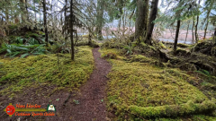 Hoh-Rain-Forest-Spruce-Nature-Trail-Insta360-Ace-Pro-01-23-2024-cap_Hoh-Rain-Forest-Spruce-Nature-Trail-Insta360-Ace-Pro-01-23-2024_001805_61