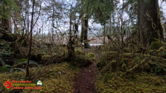Hoh-Rain-Forest-Spruce-Nature-Trail-Insta360-Ace-Pro-01-23-2024-cap_Hoh-Rain-Forest-Spruce-Nature-Trail-Insta360-Ace-Pro-01-23-2024_001820_62