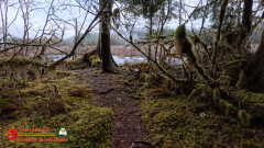 Hoh-Rain-Forest-Spruce-Nature-Trail-Insta360-Ace-Pro-01-23-2024-cap_Hoh-Rain-Forest-Spruce-Nature-Trail-Insta360-Ace-Pro-01-23-2024_001829_63