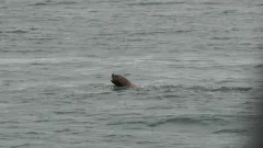 Whale-Watching-Juneau-Alaska-FZ2500-07-02-2024-Sea-Lion-2