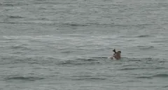 Whale-Watching-Juneau-Alaska-FZ2500-07-02-2024-Sea-Lion-Fish