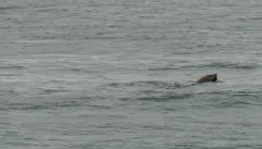 Whale-Watching-Juneau-Alaska-FZ2500-07-02-2024-Sea-Lion