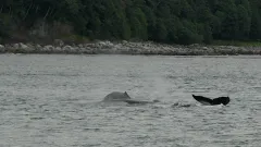 Whale-Watching-Juneau-Alaska-FZ2500-07-02-2024-Untitled10