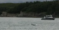 Whale-Watching-Juneau-Alaska-FZ2500-07-02-2024-Untitled2