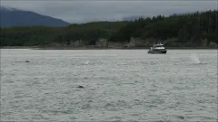 Whale-Watching-Juneau-Alaska-FZ2500-07-02-2024-Untitled3