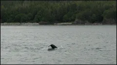 Whale-Watching-Juneau-Alaska-FZ2500-07-02-2024-Untitled4
