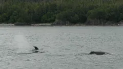 Whale-Watching-Juneau-Alaska-FZ2500-07-02-2024-Untitled5