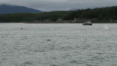 Whale-Watching-Juneau-Alaska-FZ2500-07-02-2024-Untitled6