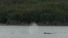 Whale-Watching-Juneau-Alaska-FZ2500-07-02-2024-Untitled7