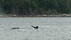 Whale-Watching-Juneau-Alaska-FZ2500-07-02-2024-Untitled8