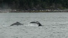 Whale-Watching-Juneau-Alaska-FZ2500-07-02-2024-Untitled9