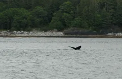 Whale-Watching-Juneau-Alaska-FZ2500-07-02-2024-Whale-Tail