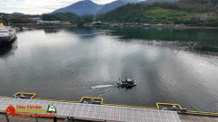 Ketchikan-Alaska-Tongass-Rainforest-Tour-Day6-Pocket3-07-05-2024_000115_06