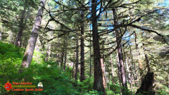 Ketchikan-Alaska-Tongass-Rainforest-Tour-Day6-Pocket3-07-05-2024_000302_08