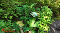 Ketchikan-Alaska-Tongass-Rainforest-Tour-Day6-Pocket3-07-05-2024_000320_09