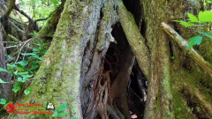 Ketchikan-Alaska-Tongass-Rainforest-Tour-Day6-Pocket3-07-05-2024_000326_10